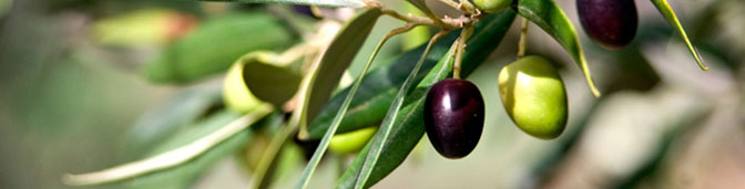 about-olives.jpg